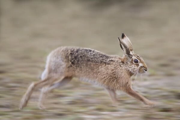European Hare (Lepus europaeus) adult, running across shingle, blurred movement, Havergate Island RSPB Reserve, Suffolk, England, march