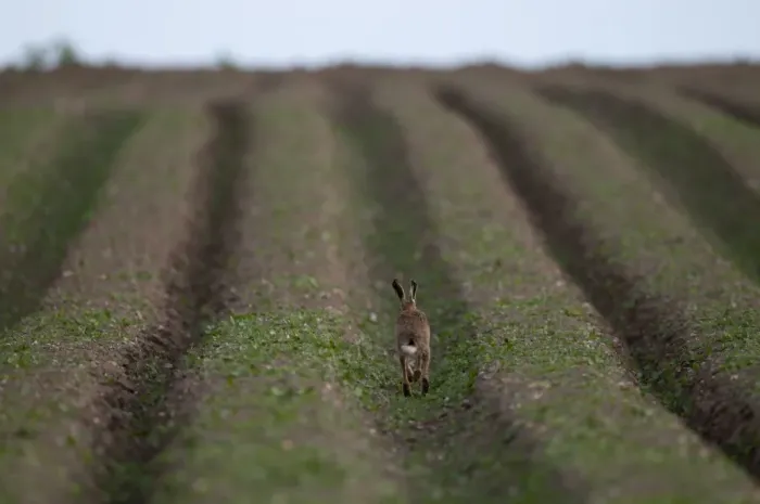 Framed Print : European Hare (Lepus europaeus) adult, running in furrow of field, Norfolk, England, late winter Framed Print : European Hare (Lepus europaeus) adult, running in furrow of field, Norfolk, England, late winter