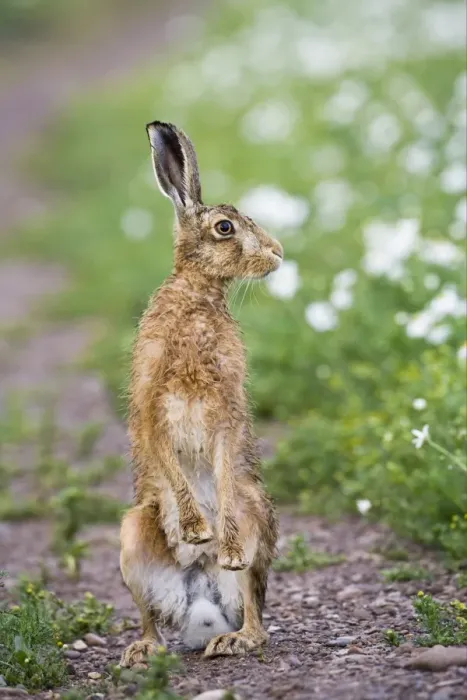 Framed Print : European Hare (Lepus europaeus) adult, alert, standing on hind legs, on track in farmland, County Durham, England, june Framed Print : European Hare (Lepus europaeus) adult, alert, standing on hind legs, on track in farmland, County Durham, England, june