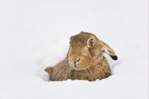 European Hare (Lepus europaeus) adult, resting in snow covered field, Oxfordshire, England, december