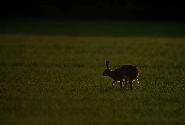 European Hare (Lepus europaeus) adult, running in field, backlit in evening, Norfolk, England, late winter