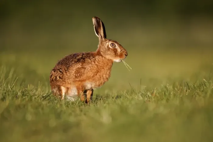 Framed Print : European Hare (Lepus europaeus) adult, feeding, sitting on grass in field, Midlands, England, may Framed Print : European Hare (Lepus europaeus) adult, feeding, sitting on grass in field, Midlands, England, may