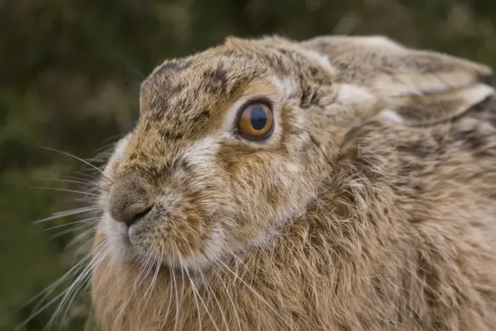 Framed Print : European Hare (Lepus europaeus) adult, close-up of head, Havergate Island RSPB Reserve, Suffolk, England, march Framed Print : European Hare (Lepus europaeus) adult, close-up of head, Havergate Island RSPB Reserve, Suffolk, England, march