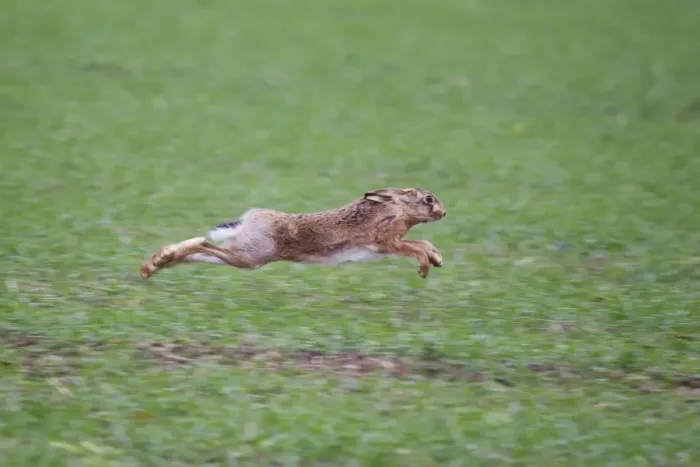 Framed Print : European Hare (Lepus europaeus) adult, running across farmland, Suffolk, England, october Framed Print : European Hare (Lepus europaeus) adult, running across farmland, Suffolk, England, october