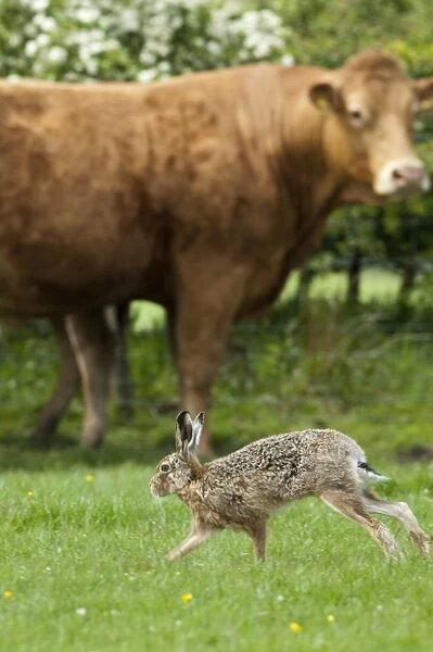 European Hare (Lepus europaeus) adult, running on pasture near cattle, England, may