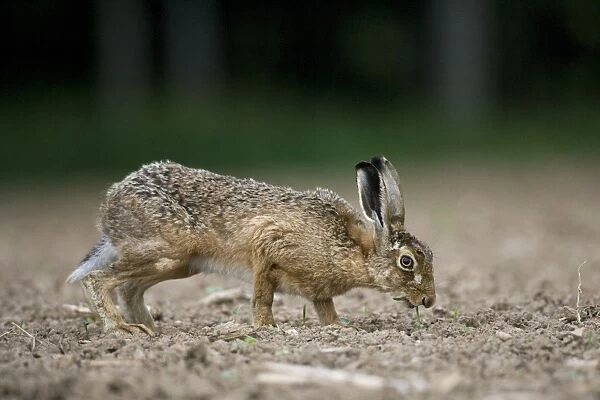 European Hare (Lepus europaeus) adult, feeding on seedlings in field on farmland, County Durham, England, june