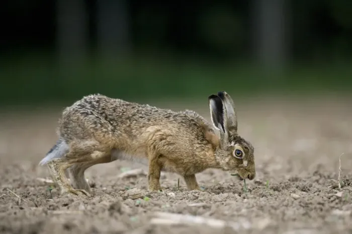 Framed Print : European Hare (Lepus europaeus) adult, feeding on seedlings in field on farmland, County Durham, England, june Framed Print : European Hare (Lepus europaeus) adult, feeding on seedlings in field on farmland, County Durham, England, june