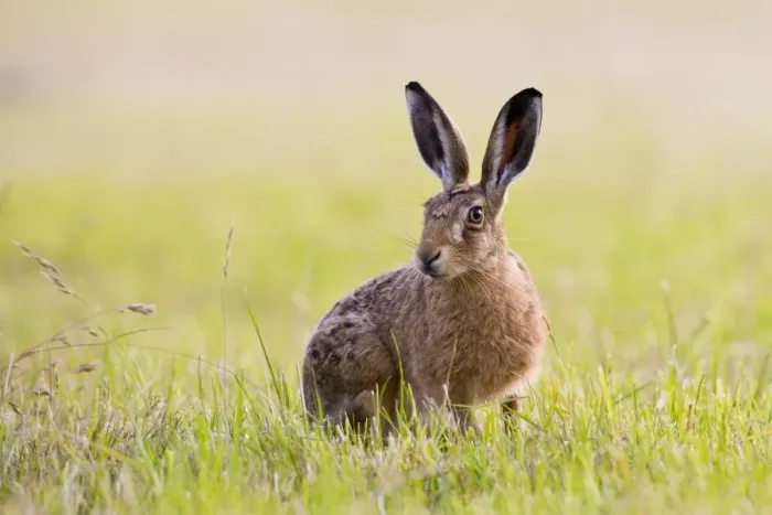 Framed Print : European Hare (Lepus europaeus) adult, alert, sitting in field on farmland, County Durham, England, july Framed Print : European Hare (Lepus europaeus) adult, alert, sitting in field on farmland, County Durham, England, july