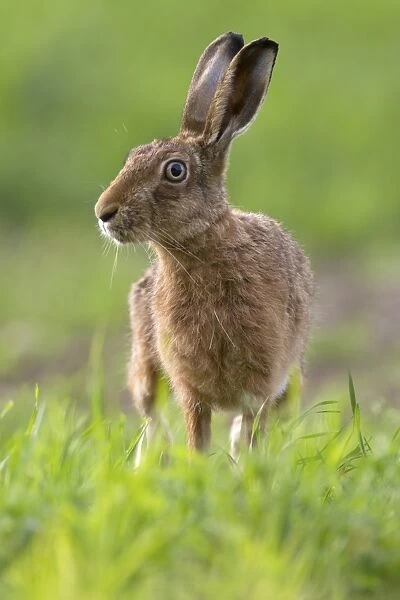 European Hare (Lepus europaeus) adult, standing alert at edge of crop field, Berwickshire, Scottish Borders, Scotland