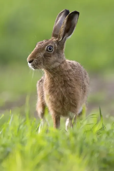 Framed Print : European Hare (Lepus europaeus) adult, standing alert at edge of crop field, Berwickshire, Scottish Borders, Scotland Framed Print : European Hare (Lepus europaeus) adult, standing alert at edge of crop field, Berwickshire, Scottish Borders, Scotland