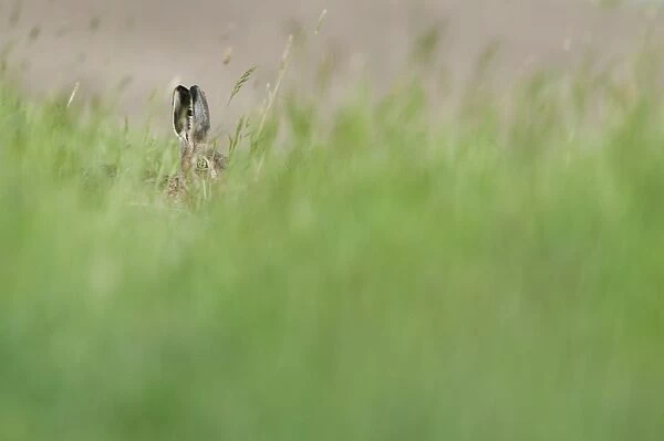 European Hare (Lepus europaeus) adult, peering through long grass, North Kent Marshes, Isle of Sheppey, Kent, England