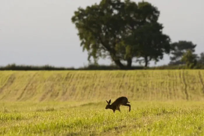 Framed Print : European Hare (Lepus europaeus) adult, walking across recently cut hay field in farmland habitat, County Durham Framed Print : European Hare (Lepus europaeus) adult, walking across recently cut hay field in farmland habitat, County Durham