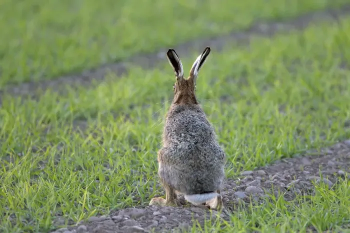 Framed Print : European Hare (Lepus europaeus) adult, rear view, sitting alert in crop field, Berwickshire, Scottish Borders Framed Print : European Hare (Lepus europaeus) adult, rear view, sitting alert in crop field, Berwickshire, Scottish Borders
