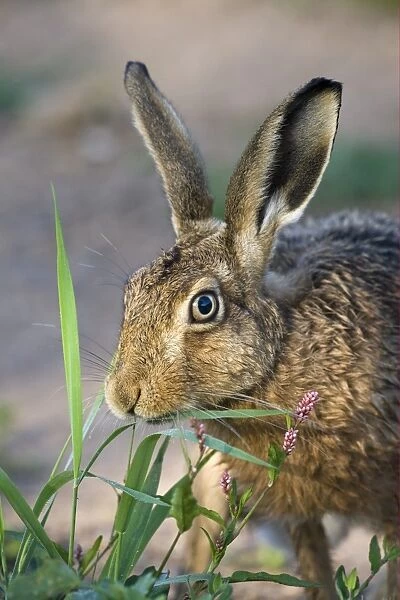 European Hare (Lepus europaeus) adult, close-up of head, feeding at edge of track on farmland, County Durham, England
