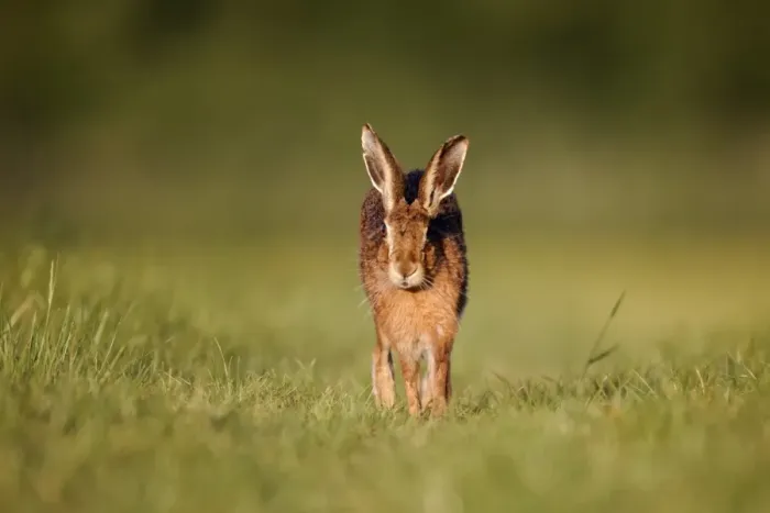 Framed Print : European Hare (Lepus europaeus) adult, running on grass in field, Midlands, England, may Framed Print : European Hare (Lepus europaeus) adult, running on grass in field, Midlands, England, may