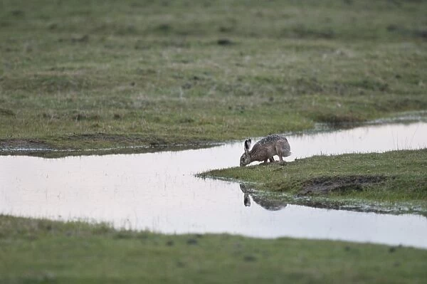 European Hare (Lepus europaeus) adult, drinking from flooded grazing marsh, North Kent Marshes, Kent, England, march