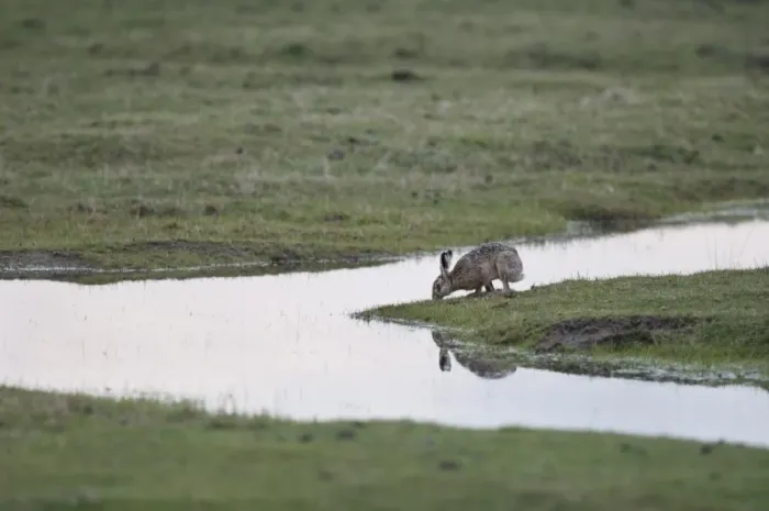 Framed Print : European Hare (Lepus europaeus) adult, drinking from flooded grazing marsh, North Kent Marshes, Kent, England, march Framed Print : European Hare (Lepus europaeus) adult, drinking from flooded grazing marsh, North Kent Marshes, Kent, England, march