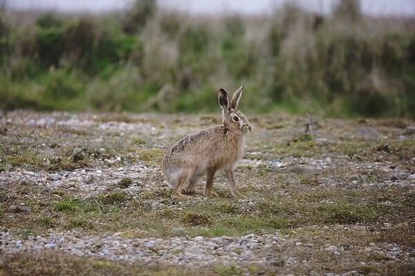 European Hare (Lepus europaeus) adult, crossing vegetated shingle, Havergate Island RSPB Reserve, Suffolk, England