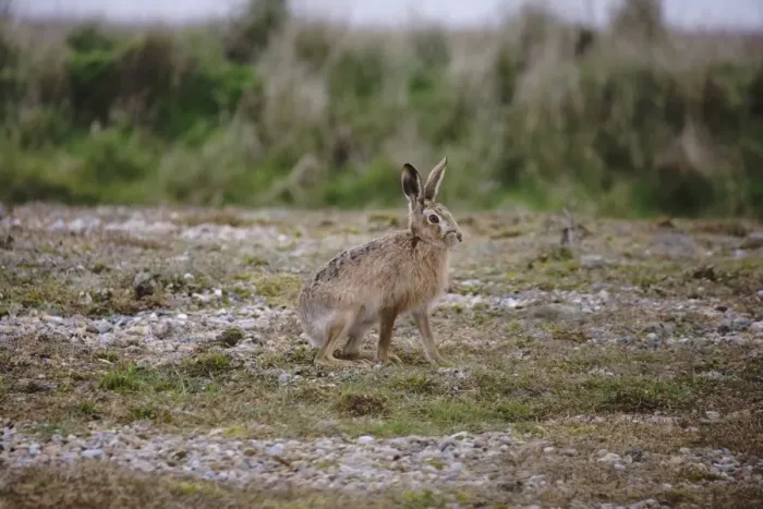 Framed Print : European Hare (Lepus europaeus) adult, crossing vegetated shingle, Havergate Island RSPB Reserve, Suffolk, England Framed Print : European Hare (Lepus europaeus) adult, crossing vegetated shingle, Havergate Island RSPB Reserve, Suffolk, England