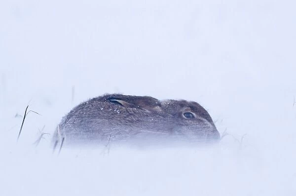 European Hare (Lepus europaeus) adult, sitting out blizzard in stubble field, Norfolk, England, january