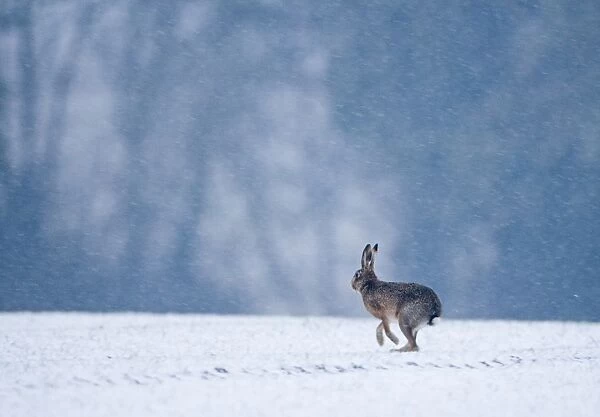 European Hare (Lepus europaeus) adult, running across snow covered winter wheat field during snowfall, Norfolk
