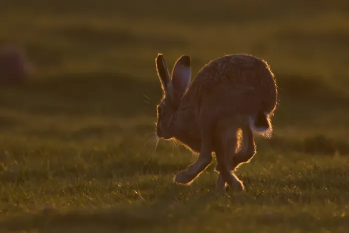 Framed Print : European Hare (Lepus europaeus) adult, running, backlit at sunset, Suffolk, England, march Framed Print : European Hare (Lepus europaeus) adult, running, backlit at sunset, Suffolk, England, march