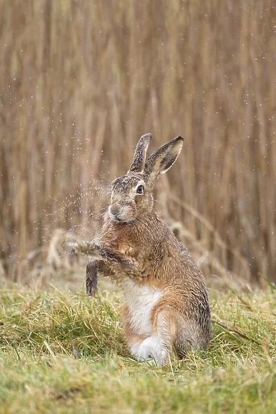 European Hare (Lepus europaeus) adult, with wet fur after rain, shaking water from front paws, Suffolk, England, march