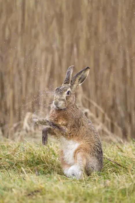Framed Print : European Hare (Lepus europaeus) adult, with wet fur after rain, shaking water from front paws, Suffolk, England, march Framed Print : European Hare (Lepus europaeus) adult, with wet fur after rain, shaking water from front paws, Suffolk, England, march