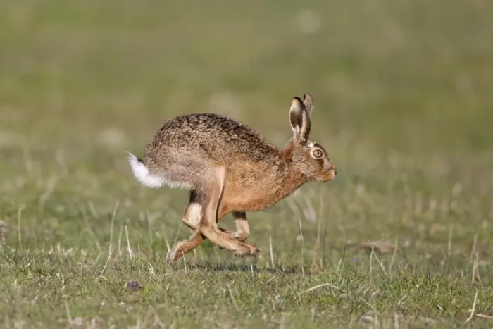 Framed Print : European Hare (Lepus europaeus) adult, running in grass field, Suffolk, England, april Framed Print : European Hare (Lepus europaeus) adult, running in grass field, Suffolk, England, april