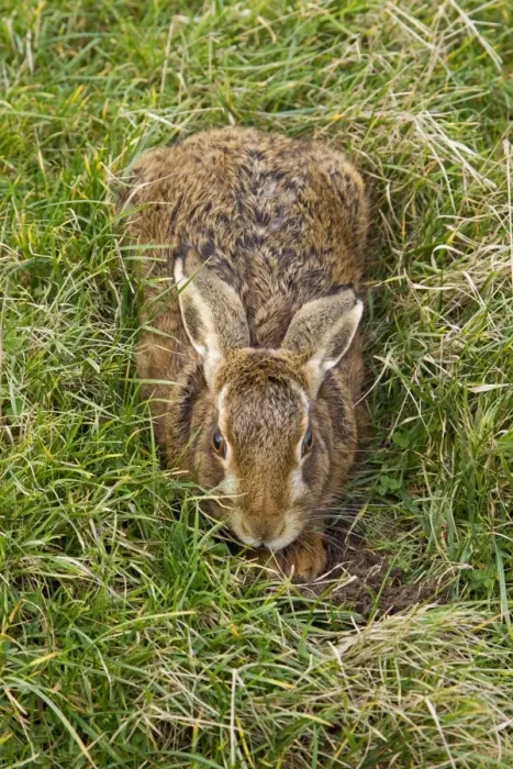 Framed Print : European Hare (Lepus europaeus) adult, resting in form in grass field, Suffolk, England, january