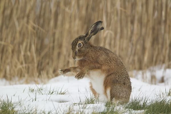 European Hare (Lepus europaeus) adult, shaking snow from paws, sitting on snow in field, Suffolk, England, february