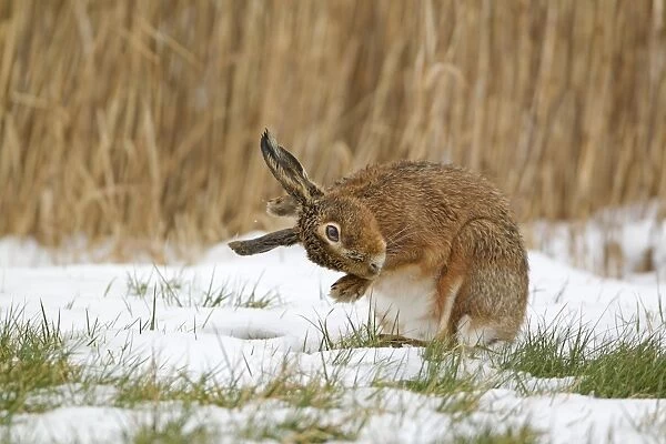 European Hare (Lepus europaeus) adult, scratching between ears with fore foot, sitting on snow in field, Suffolk