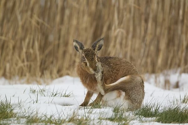 European Hare (Lepus europaeus) adult, scratching nose with hind foot, sitting on snow in field, Suffolk, England