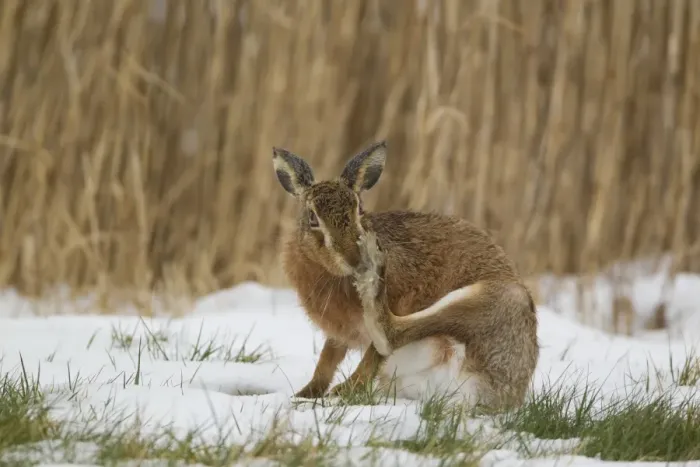 Framed Print : European Hare (Lepus europaeus) adult, scratching nose with hind foot, sitting on snow in field, Suffolk, England Framed Print : European Hare (Lepus europaeus) adult, scratching nose with hind foot, sitting on snow in field, Suffolk, England