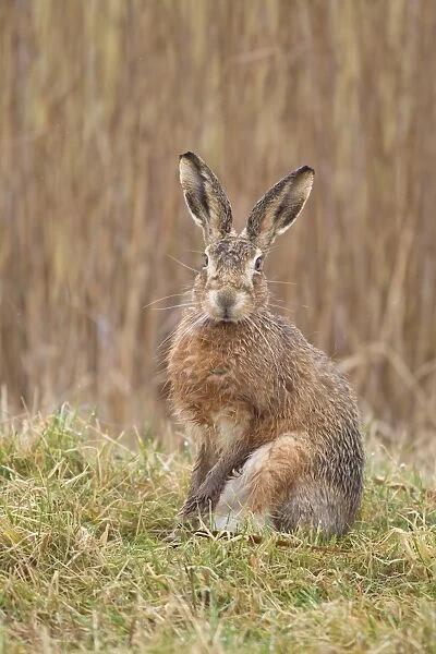 European Hare (Lepus europaeus) adult, with wet fur after rain, sitting alert on field edge, Suffolk, England, march