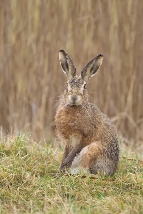 Framed Print : European Hare (Lepus europaeus) adult, with wet fur after rain, sitting alert on field edge, Suffolk, England, march