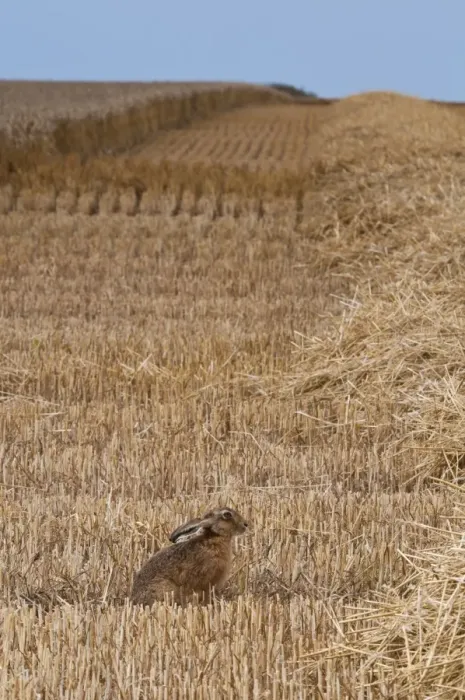 Framed Print : European Hare (Lepus europaeus) adult, sitting in wheat field during harvest, Isle of Sheppey, Kent, England, august Framed Print : European Hare (Lepus europaeus) adult, sitting in wheat field during harvest, Isle of Sheppey, Kent, England, august