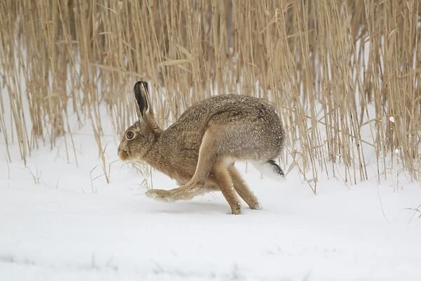 European Hare (Lepus europaeus) adult, running in snow at edge of reedbed, Suffolk, England, february