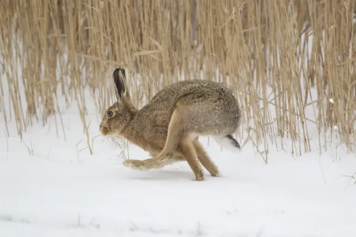Framed Print : European Hare (Lepus europaeus) adult, running in snow at edge of reedbed, Suffolk, England, february Framed Print : European Hare (Lepus europaeus) adult, running in snow at edge of reedbed, Suffolk, England, february