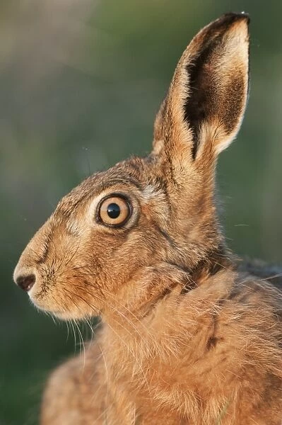 European Hare (Lepus europaeus) adult, close-up of head in evening light, Isle of Sheppey, Kent, England, march