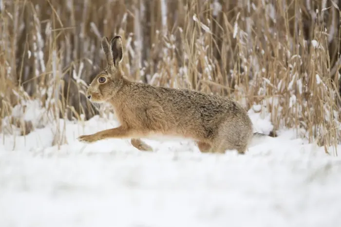 Framed Print : European Hare (Lepus europaeus) adult, running on snow at edge of reedbed, Suffolk, England, february Framed Print : European Hare (Lepus europaeus) adult, running on snow at edge of reedbed, Suffolk, England, february