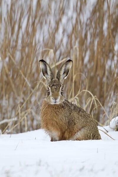 European Hare (Lepus europaeus) adult, sitting in snow at edge of reedbed, Suffolk, England, february