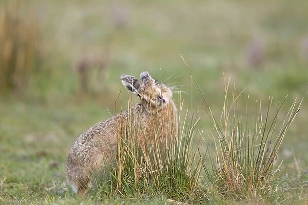 European Hare (Lepus europaeus) adult, feeding on rush tips in grass field, Suffolk, England, april
