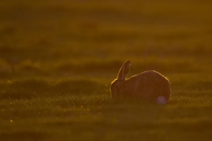 Framed Print : European Hare (Lepus europaeus) adult, feeding, backlit at sunset, Suffolk, England, march Framed Print : European Hare (Lepus europaeus) adult, feeding, backlit at sunset, Suffolk, England, march