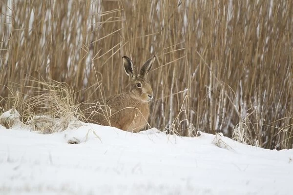 European Hare (Lepus europaeus) adult, sitting on snow at edge of reedbed, Suffolk, England, february