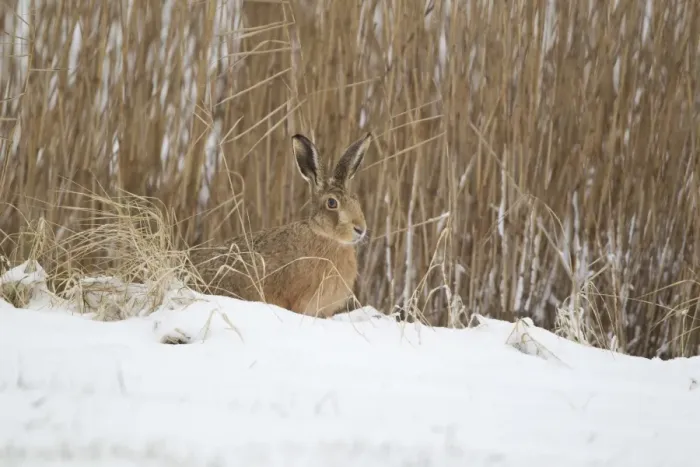 Framed Print : European Hare (Lepus europaeus) adult, sitting on snow at edge of reedbed, Suffolk, England, february Framed Print : European Hare (Lepus europaeus) adult, sitting on snow at edge of reedbed, Suffolk, England, february