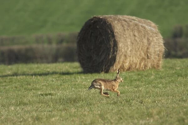 European Hare (Lepus europaeus) adult, running in field with round bale, West Yorkshire, England, march
