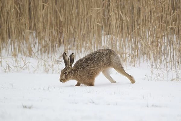 European Hare (Lepus europaeus) adult, running in snow at edge of reedbed, with front legs sinking into snow, Suffolk