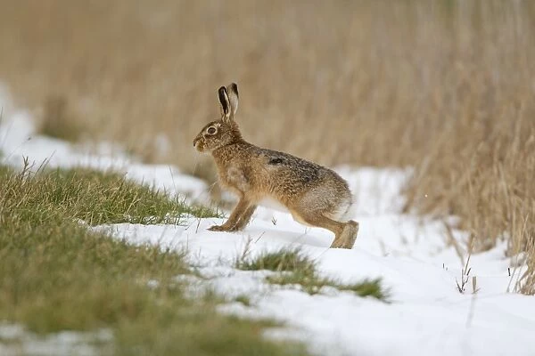 European Hare (Lepus europaeus) adult, standing on snow at field edge, Suffolk, England, february