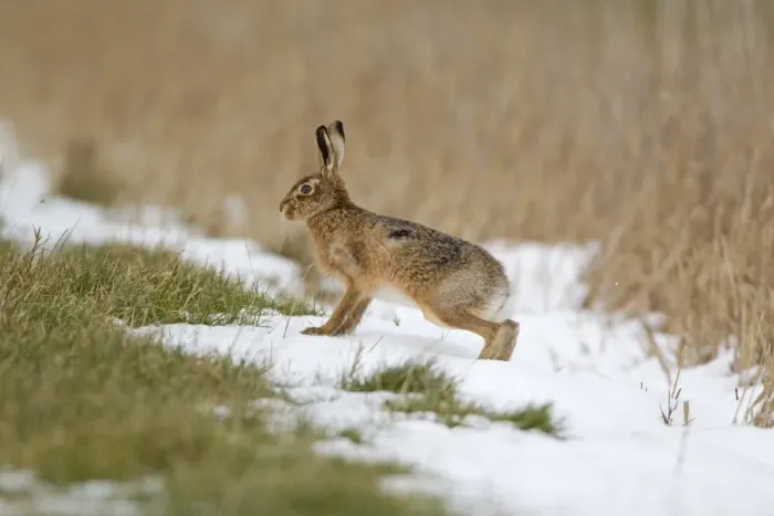 Framed Print : European Hare (Lepus europaeus) adult, standing on snow at field edge, Suffolk, England, february